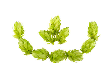 a bunch of hops on a white backgroundの写真素材