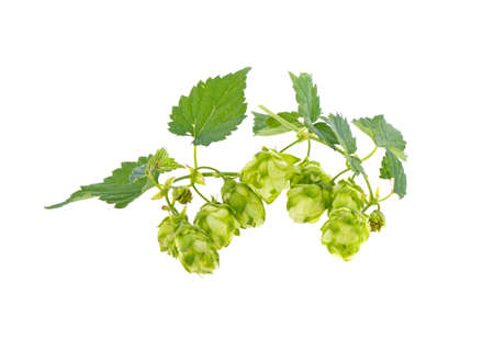a bunch of hops on a white backgroundの写真素材