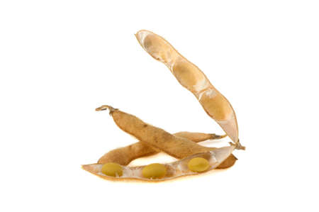 pods of soya isolated on white backgroundの写真素材
