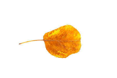 yellow leaf isolated on white backgroundの写真素材