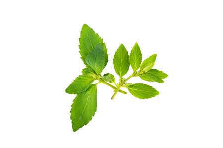 sprig of mint on a white backgroundの写真素材