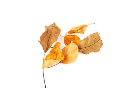 yellow leaves isolated on white backgroundの写真素材