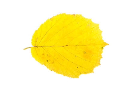 yellow leaf isolated on white backgroundの写真素材
