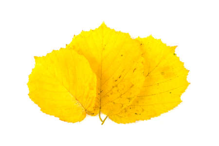 yellow leaf isolated on white backgroundの写真素材
