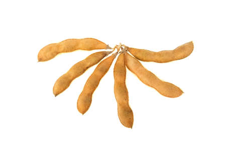 soya pod isolated on white background