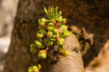 Buds cherry treeの写真素材