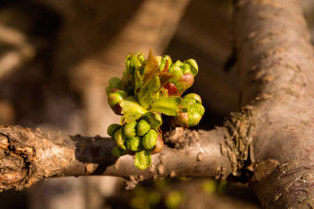 Buds cherry tree