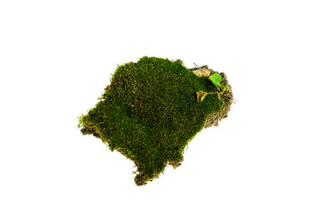Moss on a white backgroundの写真素材