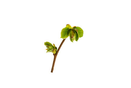 Corylus avellana on a white backgroundの写真素材