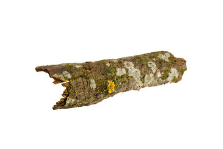 Bark on white backgroundの写真素材