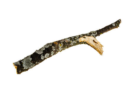 Wooden stick on a white backgroundの写真素材