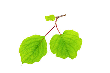 Apricot leaves on white backgroundの写真素材