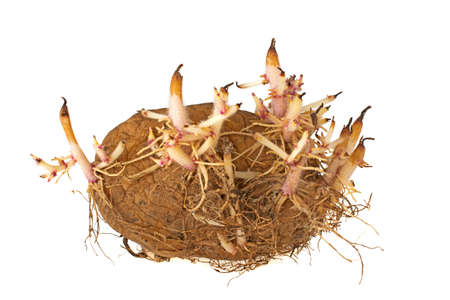 Sprouted potatoes on a white backgroundの写真素材