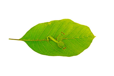 Walnut leaves on white backgroundの写真素材