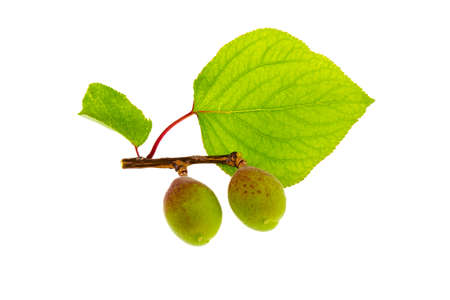 Apricot leaves on white backgroundの写真素材