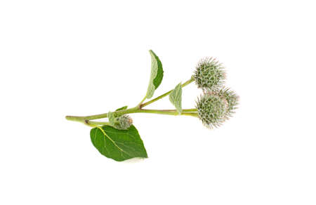 Burdock on a white backgroundの写真素材