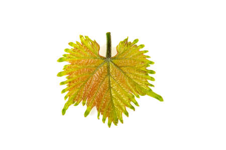 Small green leaf of grapes on white backgroundの写真素材