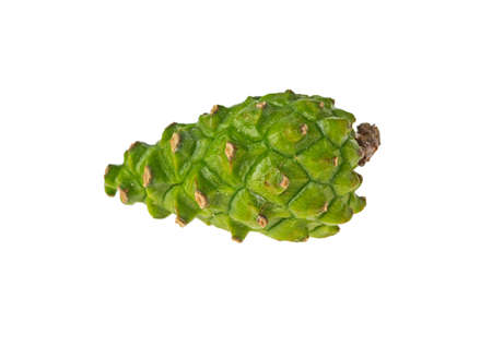 Pine cone green young on white background