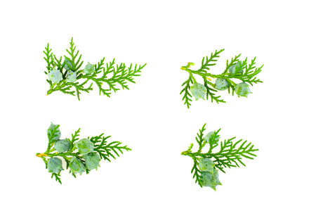 Twig of thuja on white backgroundの写真素材