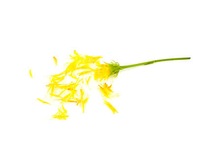 Yellow dandelion plucked on white backgroundの写真素材