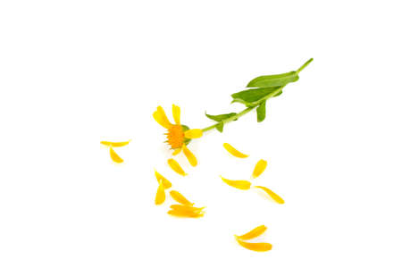 Flower of calendula petals on white backgroundの写真素材
