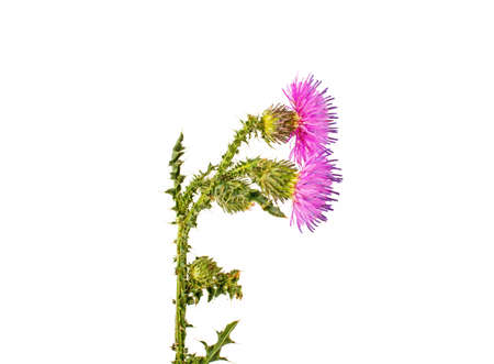 Burdock flower on a white backgroundの写真素材