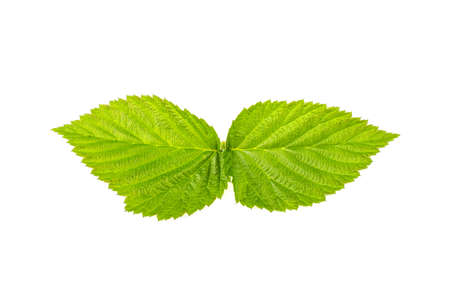 Raspberry leaf on white backgroundの写真素材