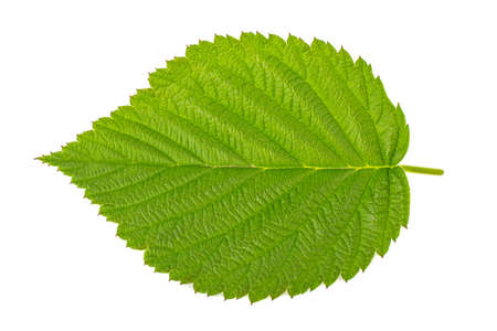 Raspberry leaves on white backgroundの写真素材