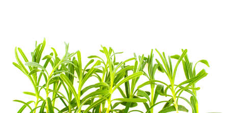 Rosemary on white backgroundの写真素材