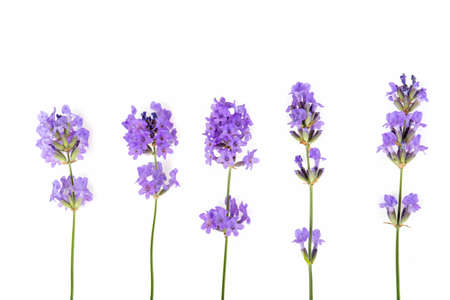 Small blue flower on a white backgroundの写真素材