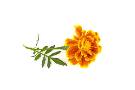 Tagetes on white backgroundの写真素材