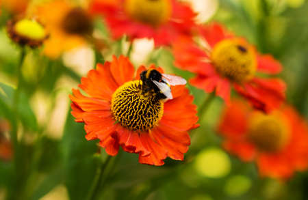 Bumblebee on a flowerの写真素材