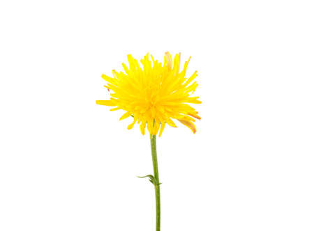 Dandelion yellow on white backgroundの写真素材