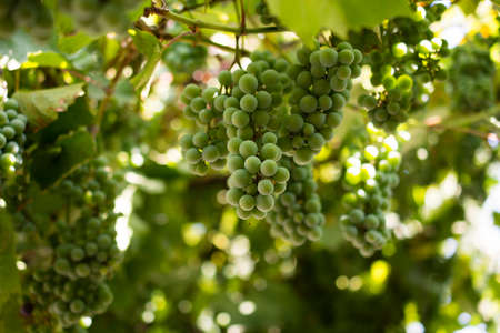 Green grapes against the sky