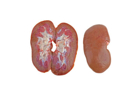 pork kidney on white backgroundの写真素材