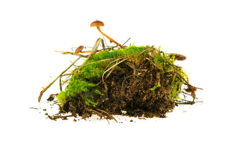green moss isolated on white backgroundの写真素材