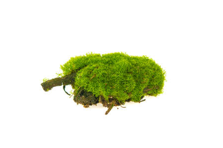 green moss isolated on white backgroundの写真素材