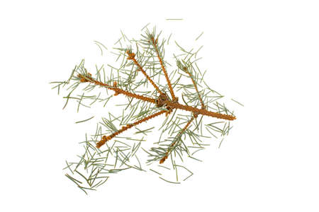 Dried out fir branch after christmas isolated over white backgroundの写真素材