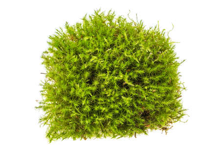Moss isolated on white backgroundの写真素材