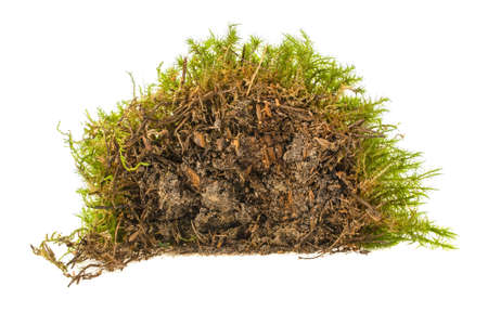 Moss isolated on white backgroundの写真素材