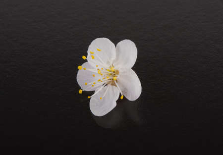 Apricot flowers on a black background