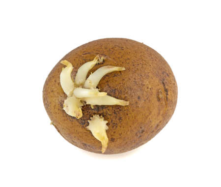 sprouted potatoes on a white backgroundの写真素材