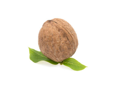 walnut on white backgroundの写真素材
