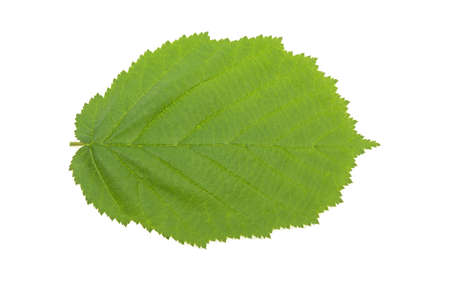 hazelnut leaves on white backgroundの写真素材