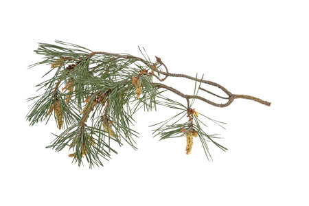 branch of young fir isolated on white background