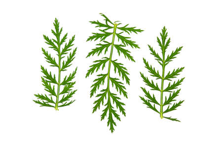 green leaf with sharp edges on a white background