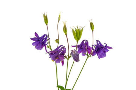 flower bell isolated on white backgroundの写真素材