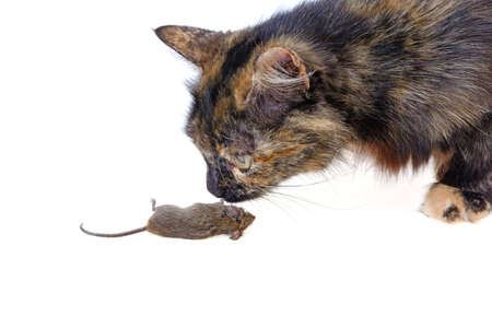 cat and dead mouse on a white backgroundの写真素材