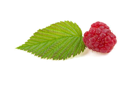 berry raspberries and green leaf on a white background