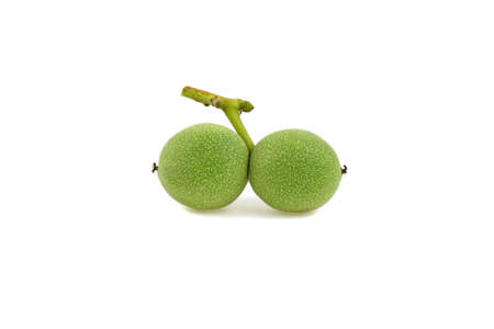 walnut in green shell on white backgroundの写真素材